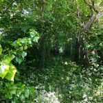 Beech Avenue to Friends Burial Ground