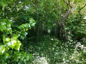Beech Avenue to Friends Burial Ground