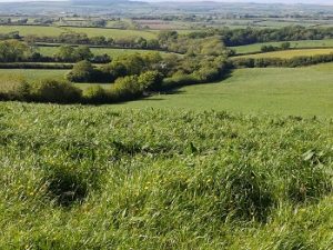 Woodlnd on the boundary between Lambston and Haverfordwest parishes