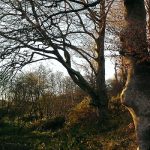 Beech Trees Walesland Water