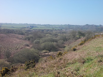 Bracken and scrub woodland