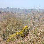 Ungrazed common