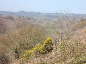 Ungrazed common